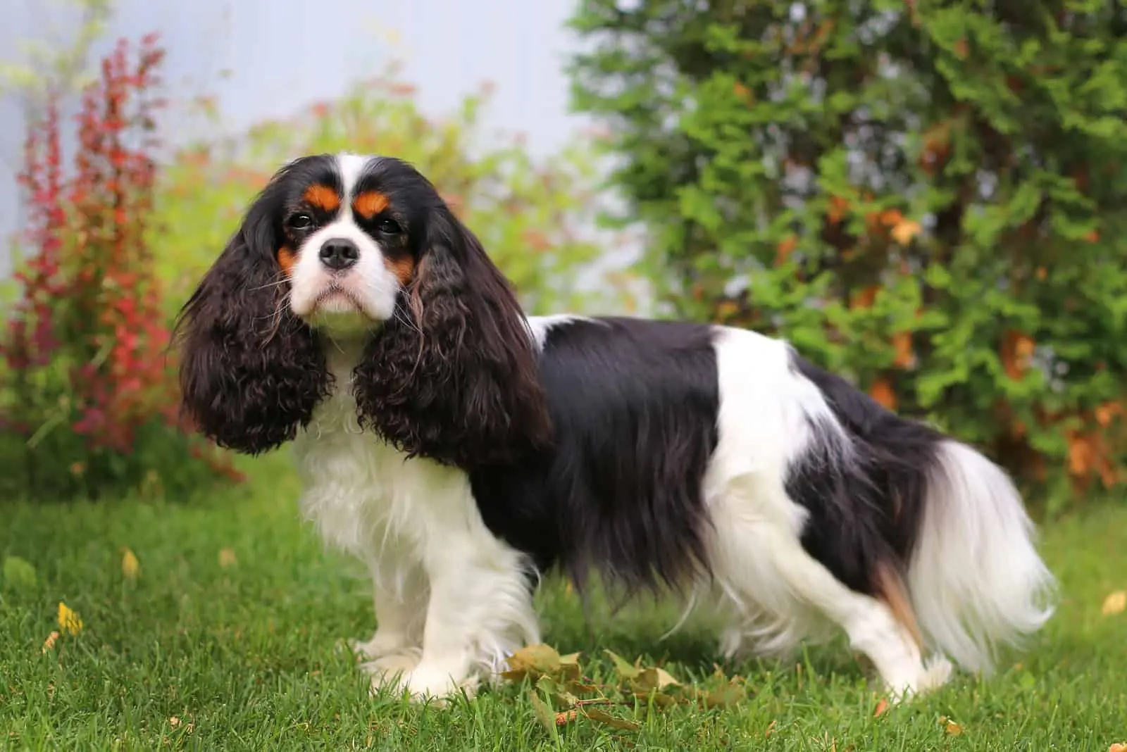 Cavalier King Charles Spaniel Hund