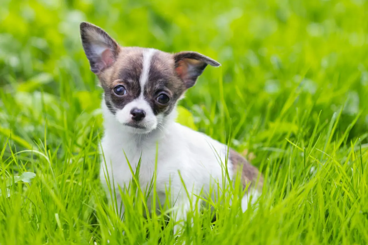 Chihuahua Hund