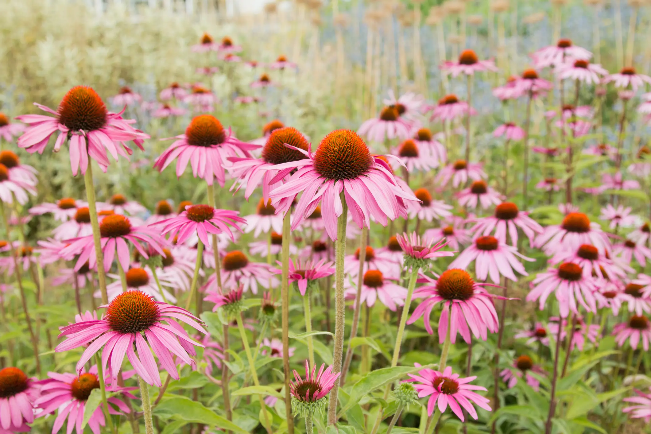 Echinacea flower