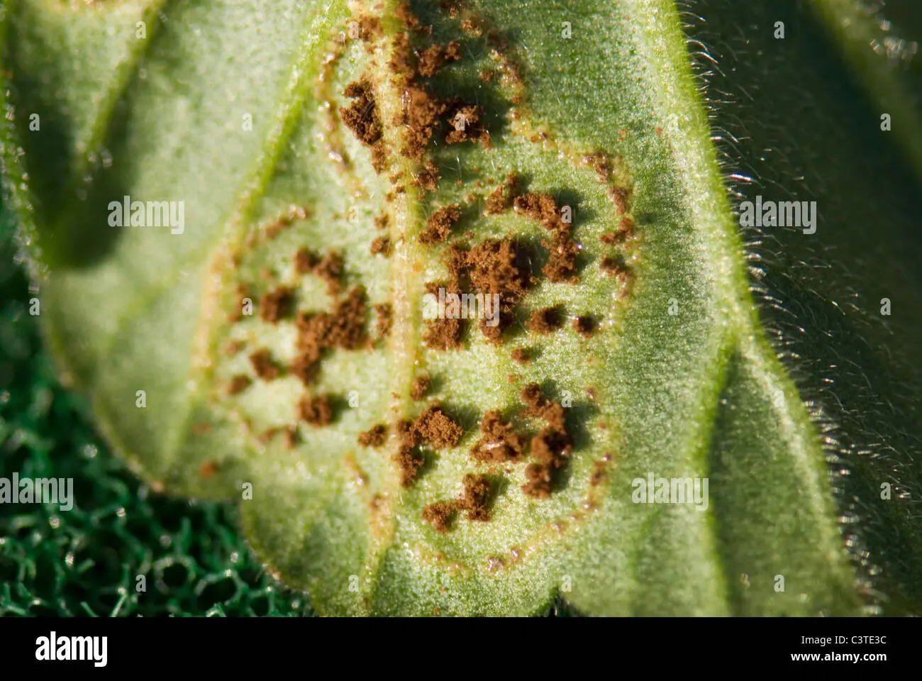 Geranie mit braunen Flecken