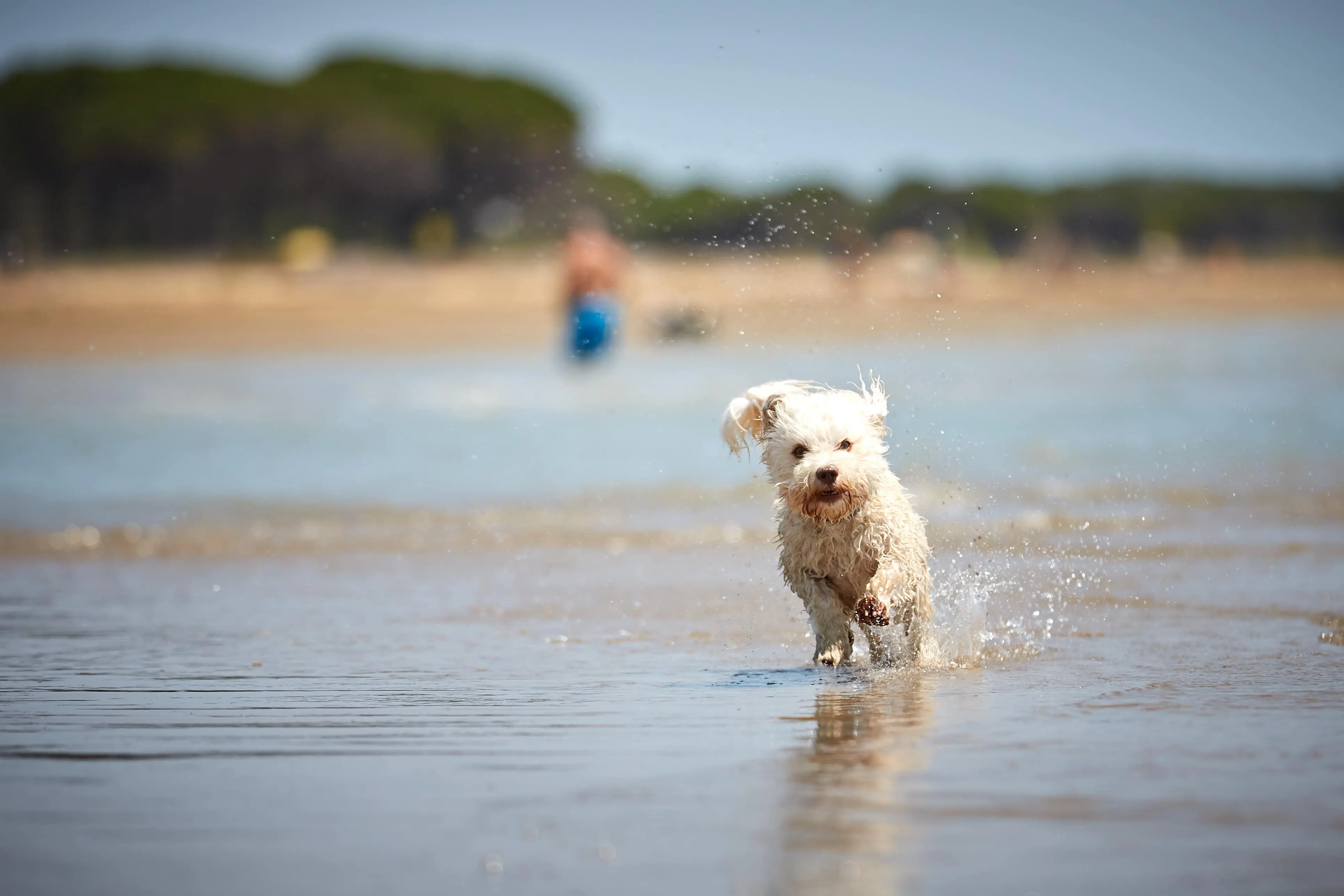 Hund am Strand