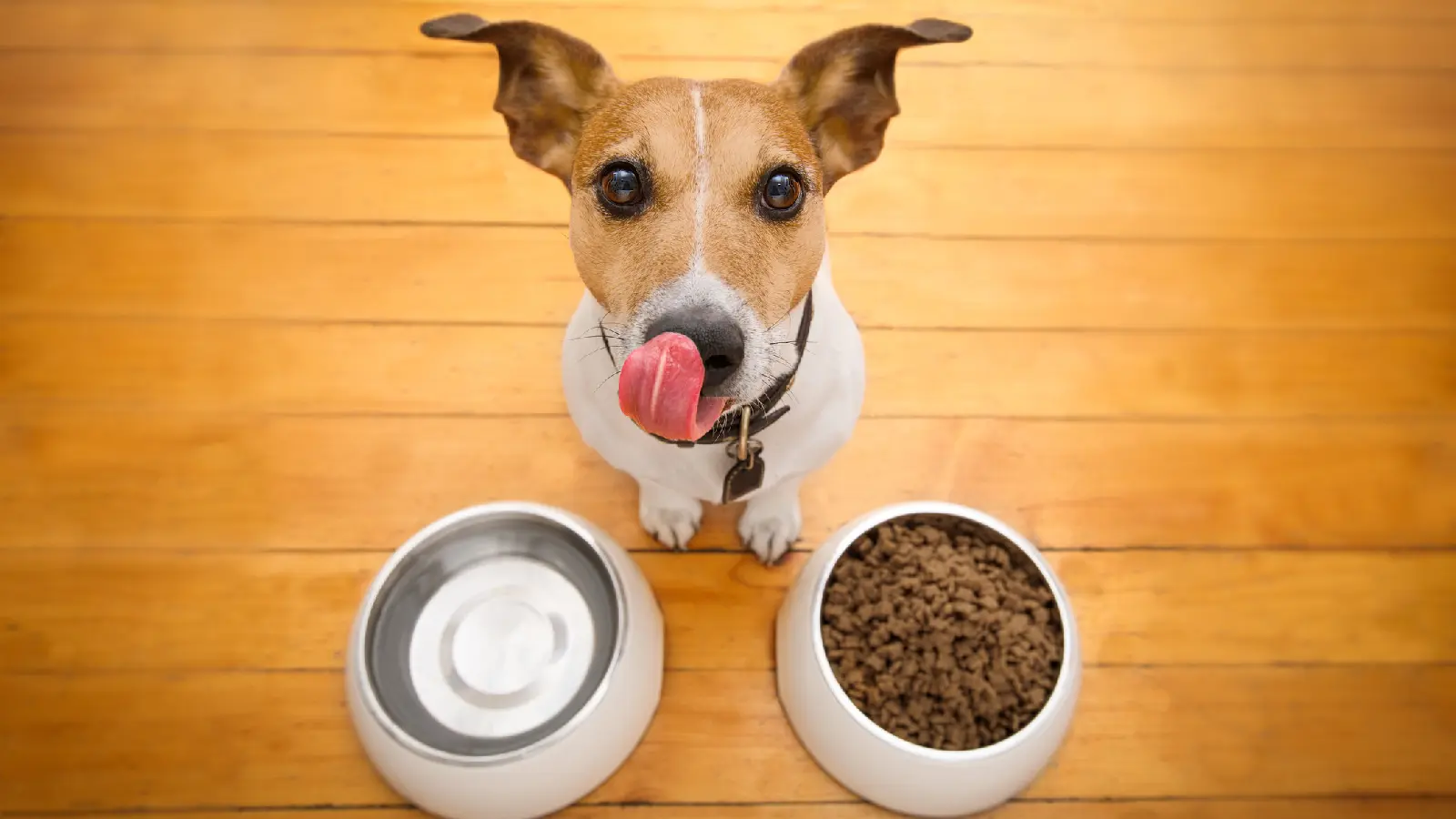 Hund mit Allergiereaktion