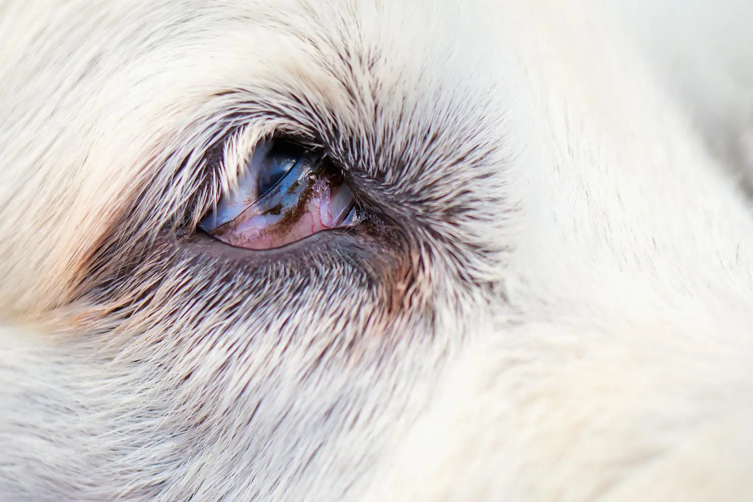 Hund mit Augenproblemen