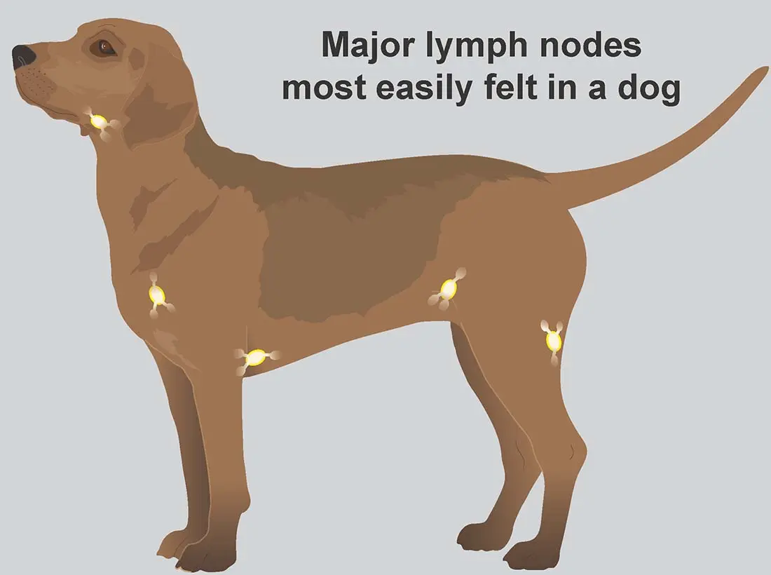 Hund mit geschwollenem Lymphknoten