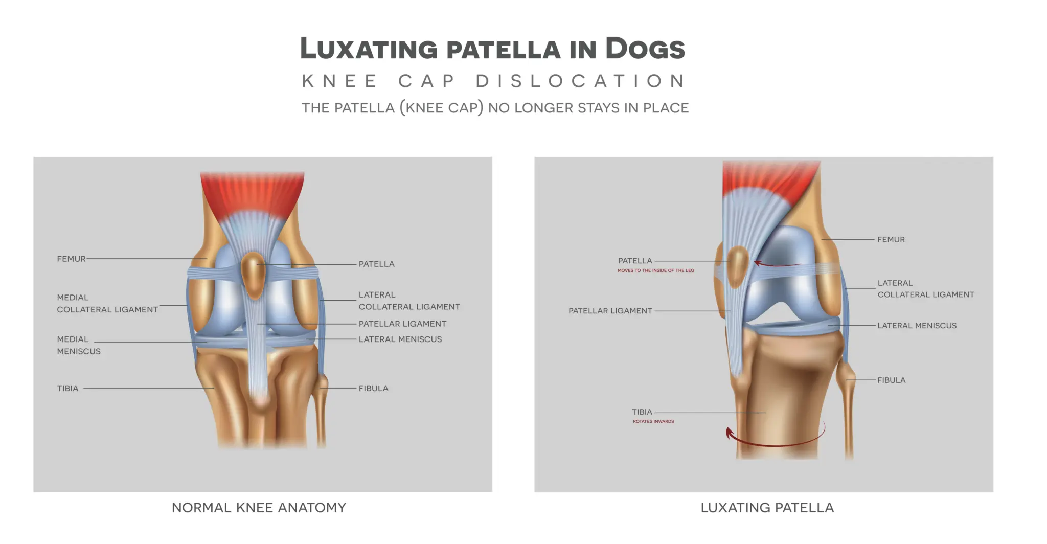 img/hundekrankheit-patellaluxation.webp