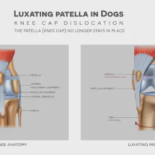 img/hundekrankheit-patellaluxation.webp