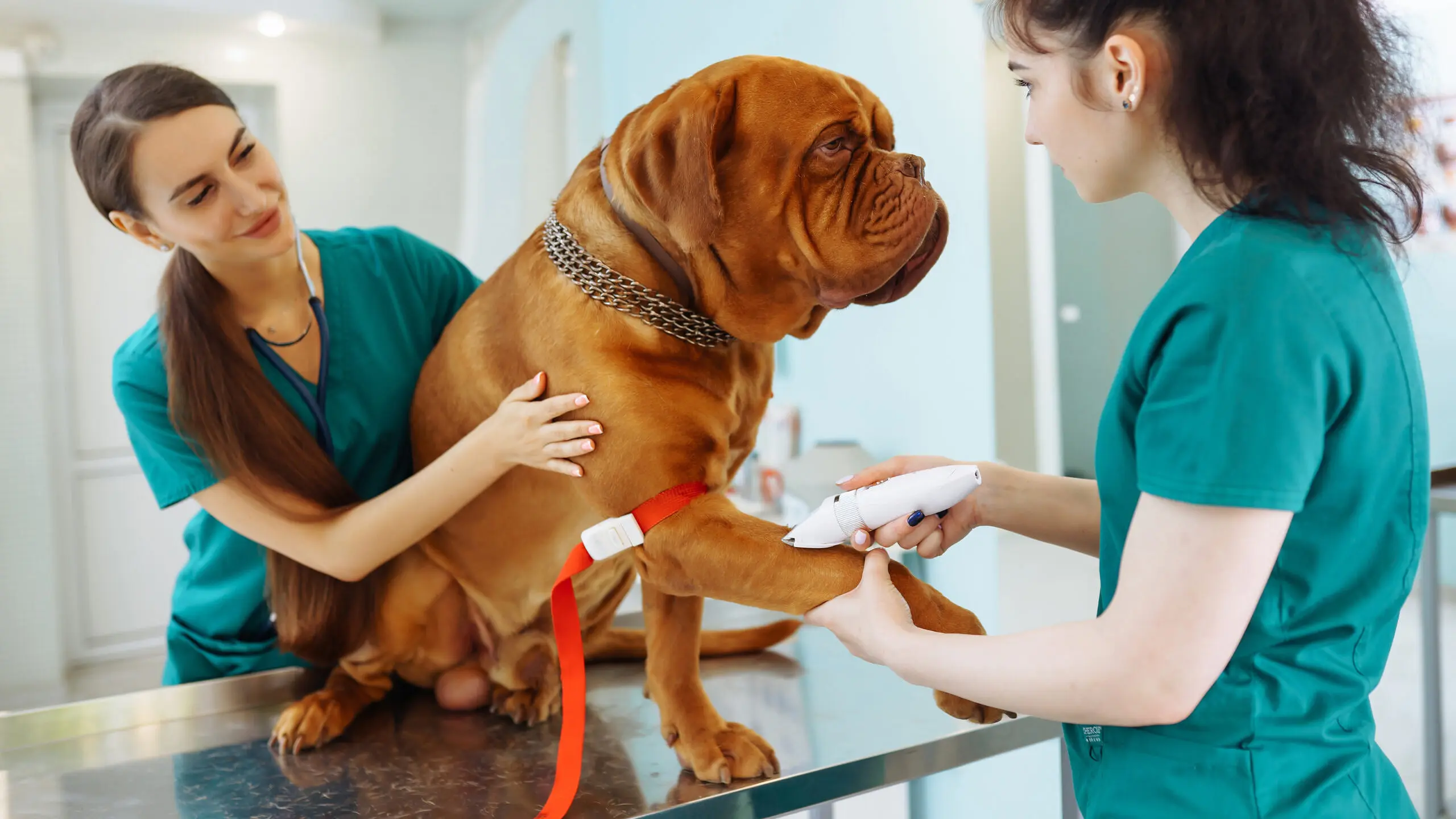 Hundewelpe mit Tierarzt