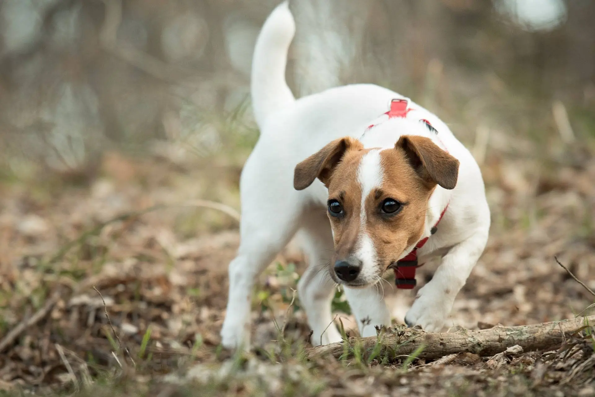 img/jack-russell-krankheiten.webp