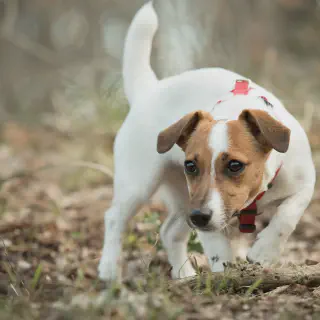 img/jack-russell-krankheiten.webp