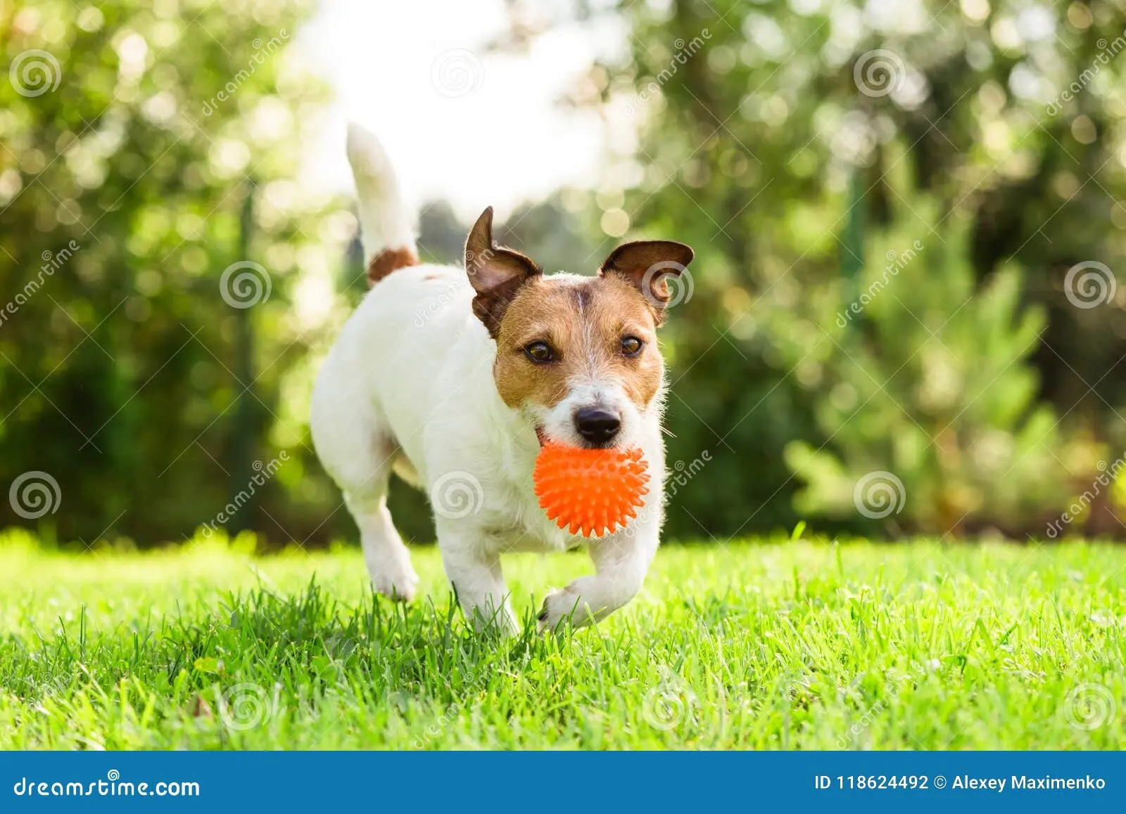 Jack Russell Terrier playing