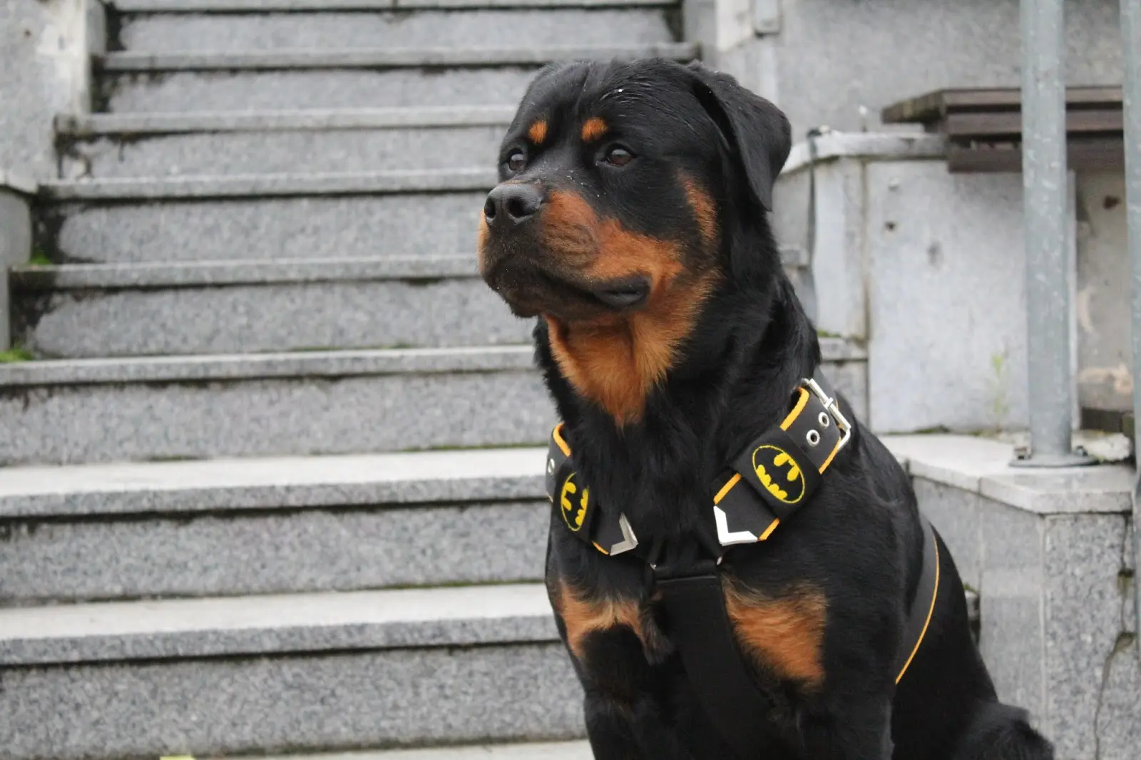img/rottweiler-krankheiten.webp