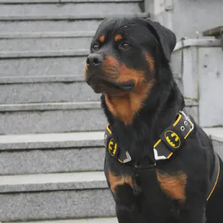 img/rottweiler-krankheiten.webp