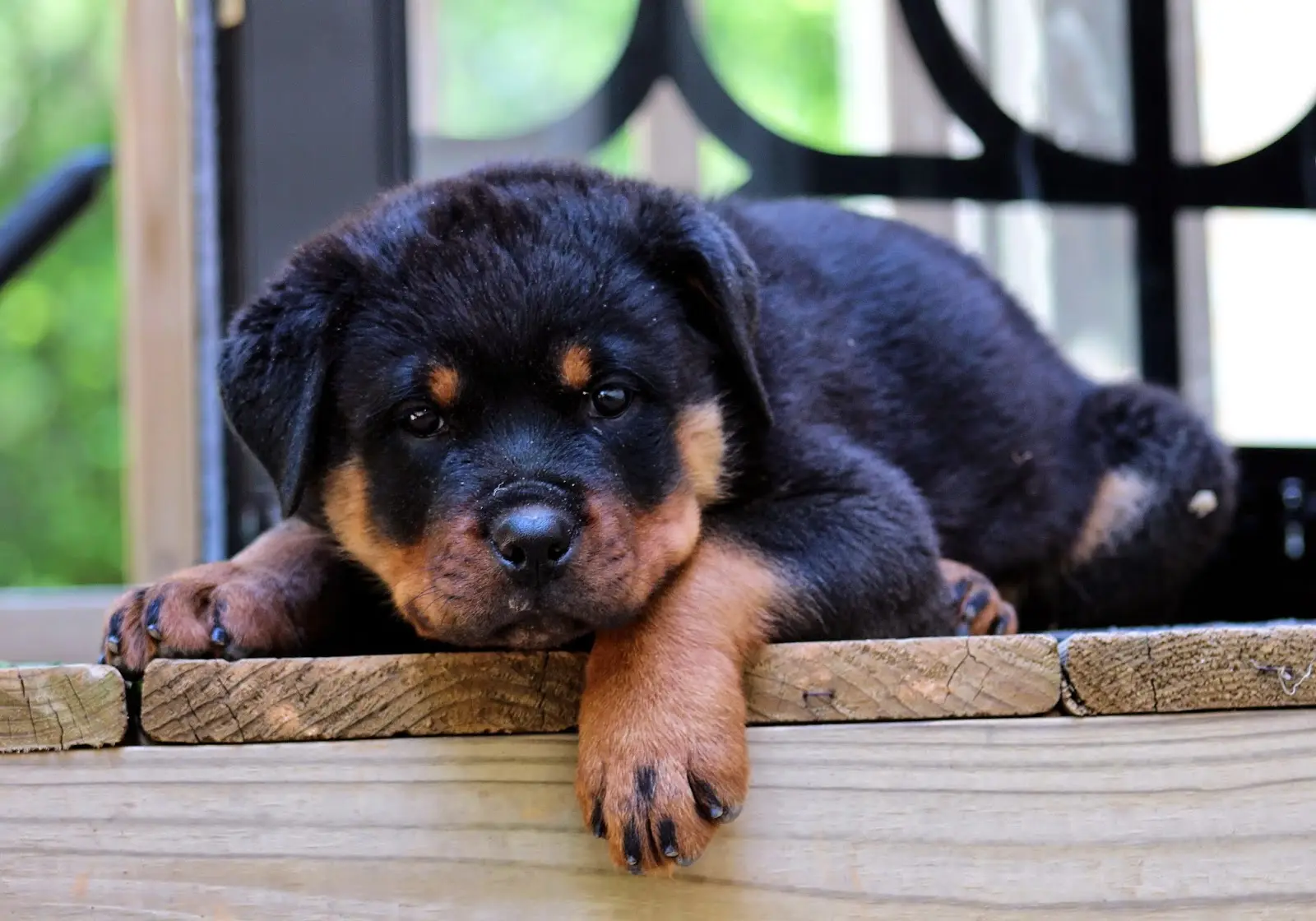 Rottweiler Welpe
