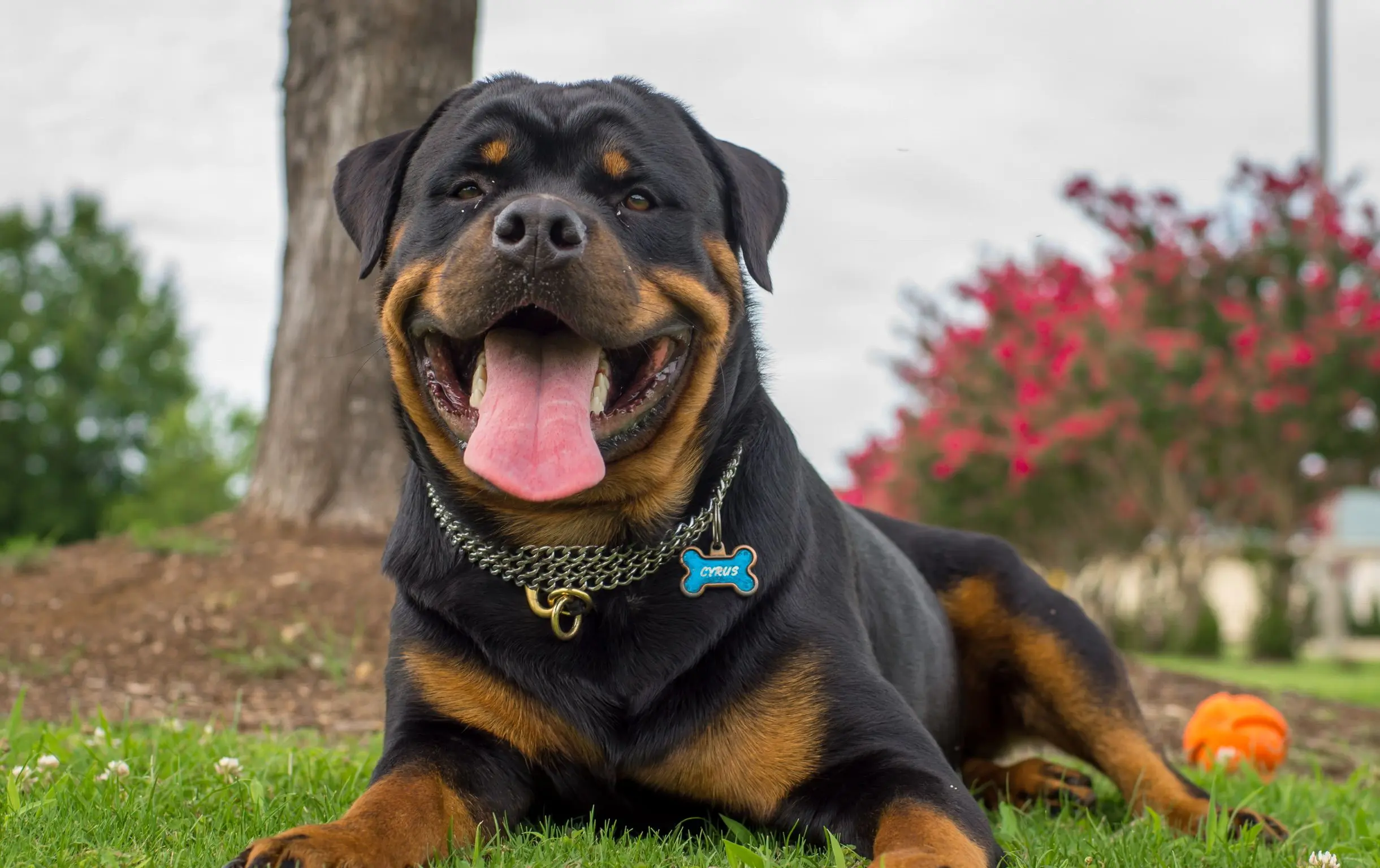 Rottweiler