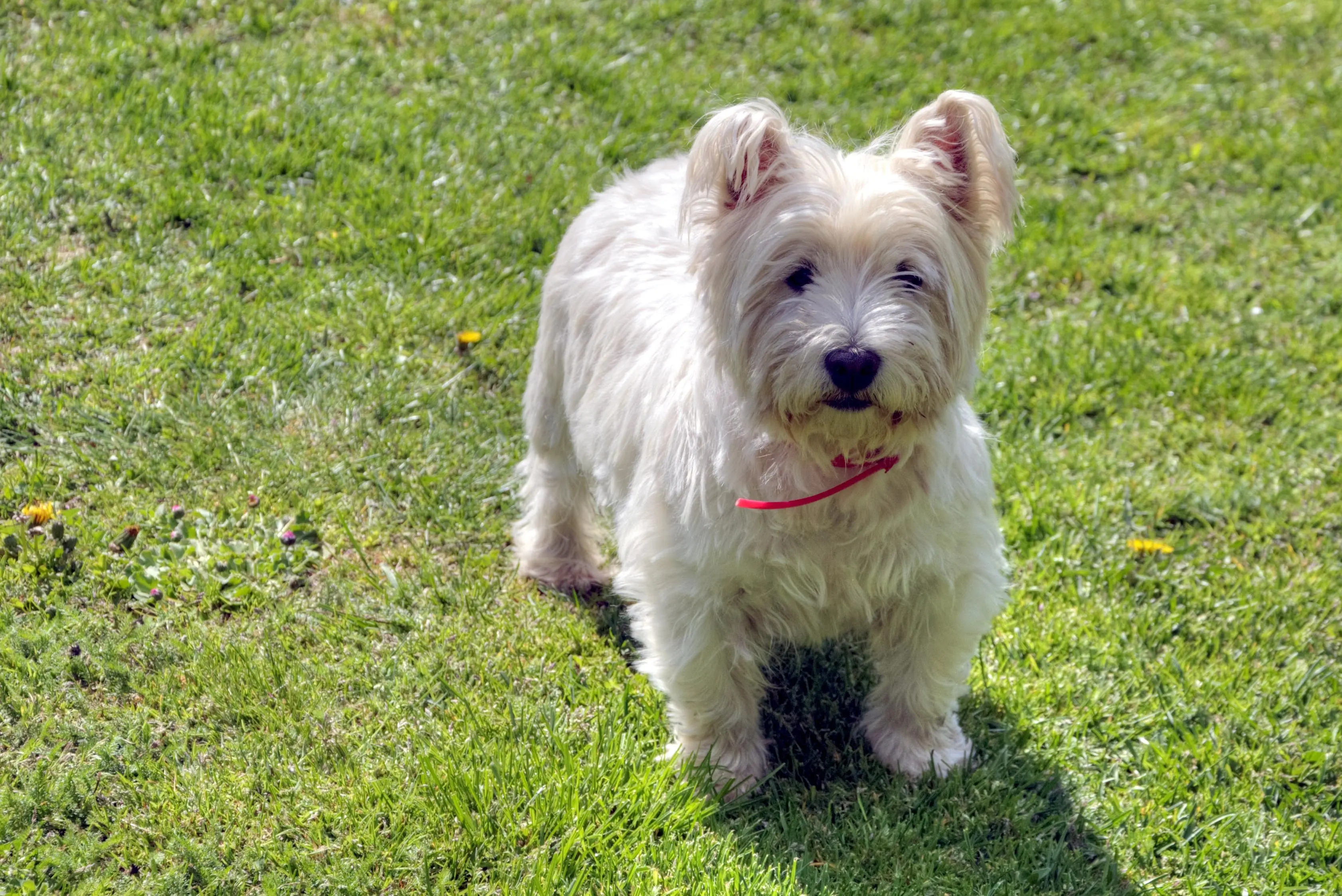 Westie fressen