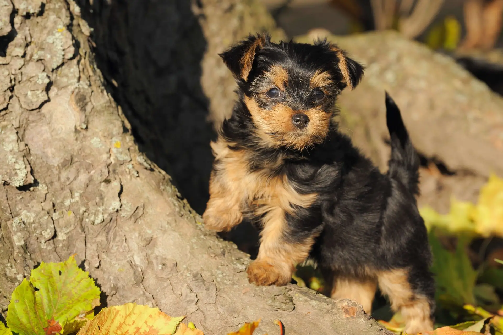 Yorkshire Terrier Hund